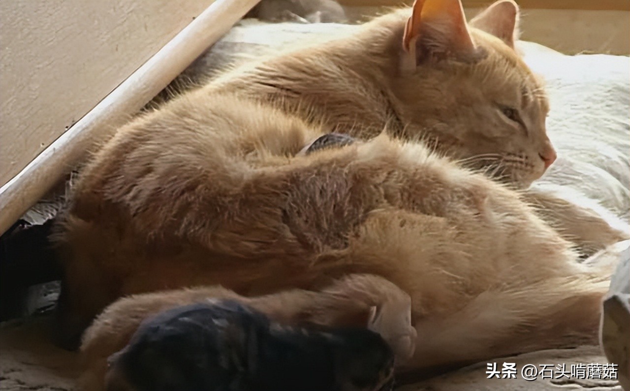 为什么猫生完宝宝还要挪窝,刚生育完的母猫总叫是什么原因