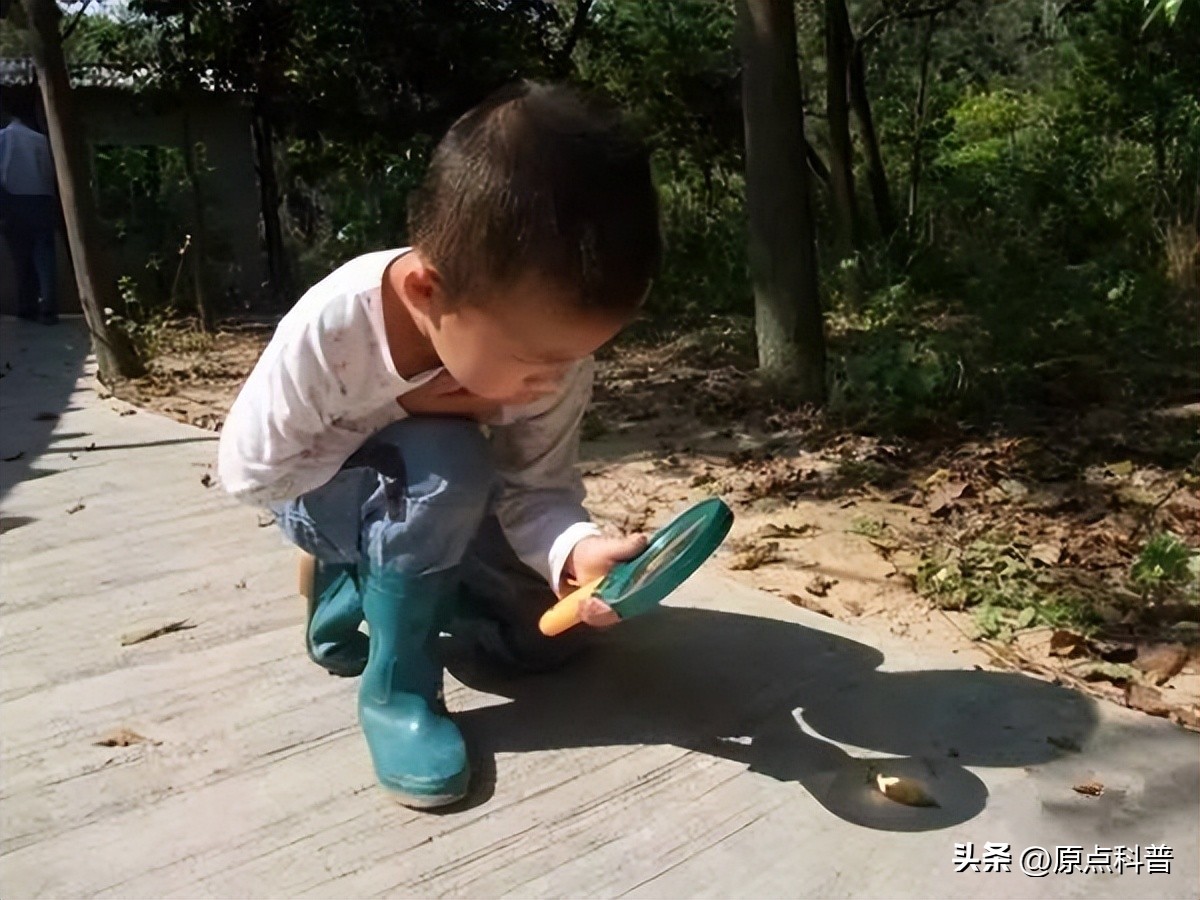 盘点农村小时候常玩的十个昆虫,盘点童年玩过的十种昆虫