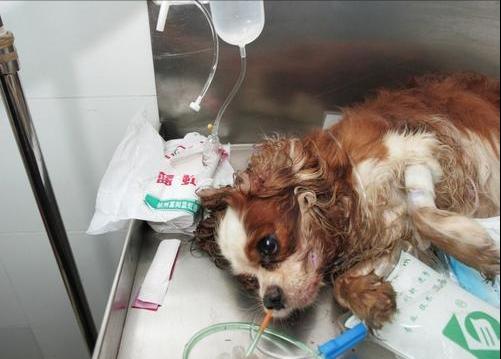 狗吃猫粮要不要紧,狗吃猫粮有问题吗