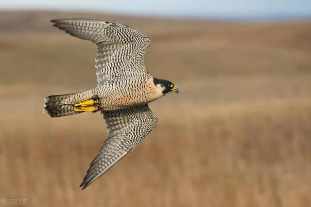 游隼幼鸟,游隼捕猎视频