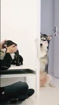 给力的一字马,给力的一字马后续