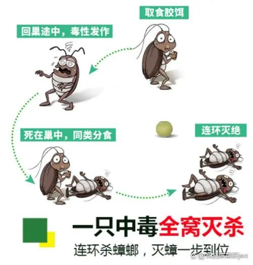 厨房很多蟑螂怎么根除,厨房蟑螂太多怎么驱除蟑螂