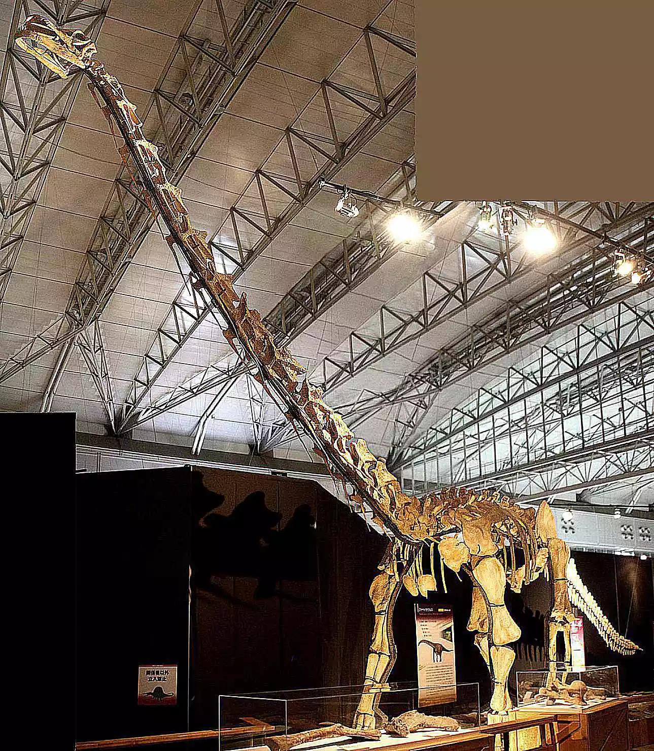 恐龙时代泰坦巨龙与雷龙,泰坦巨龙恐龙化石