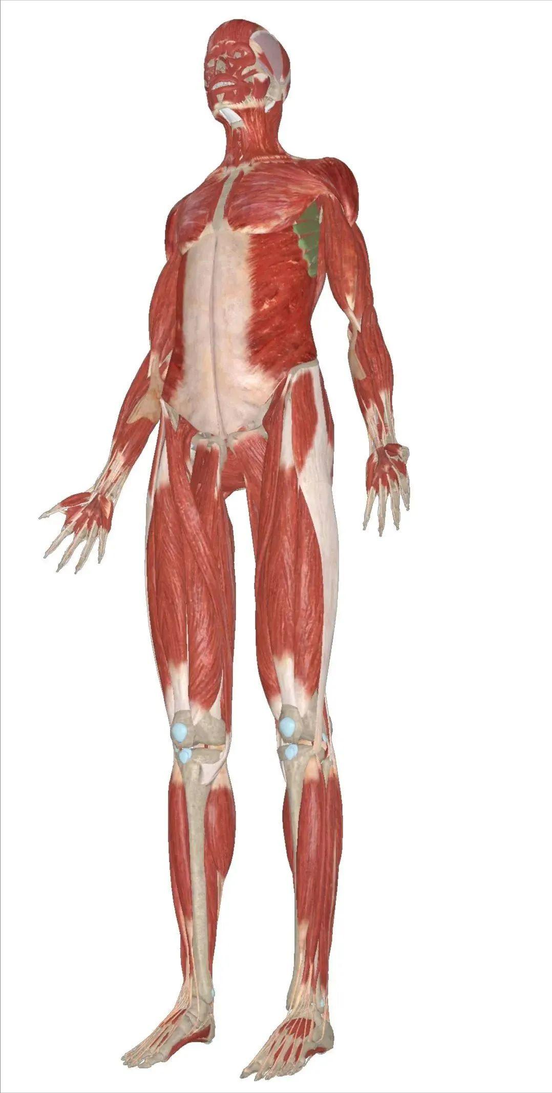 下犬式如何过渡到眼镜蛇式,下犬式过渡到眼镜蛇式口令