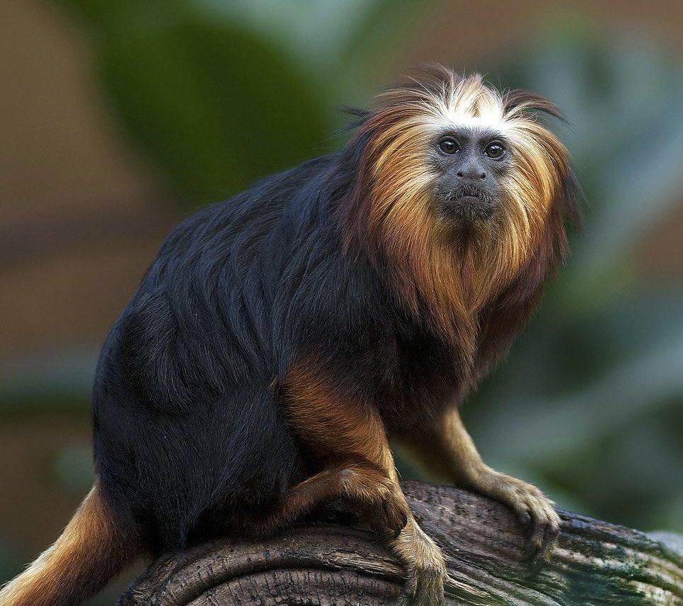 巴西金色狨猴,巴西金丝猴