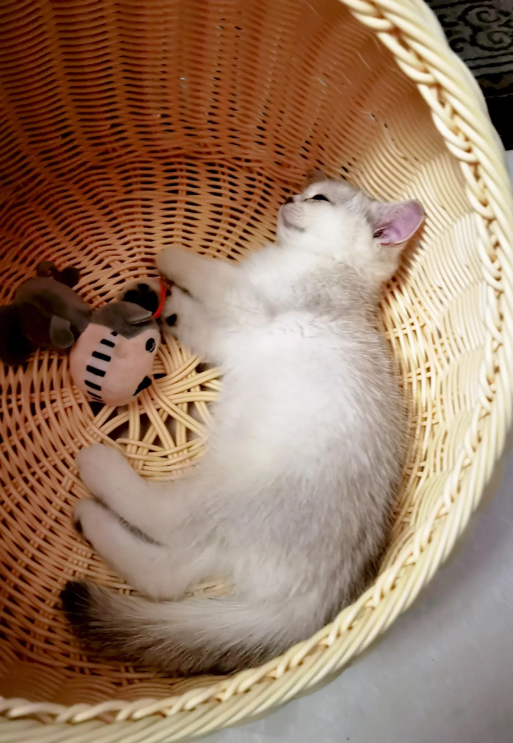 养猫十大麻烦,养猫带来的糟心事你能接受哪些