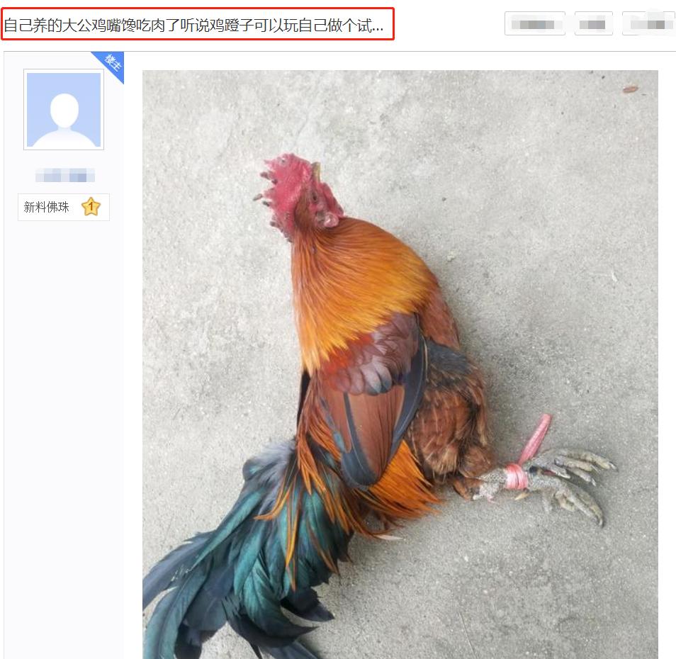 鸡爪文玩最高成交价,鸡爪子文玩一对能卖多少钱