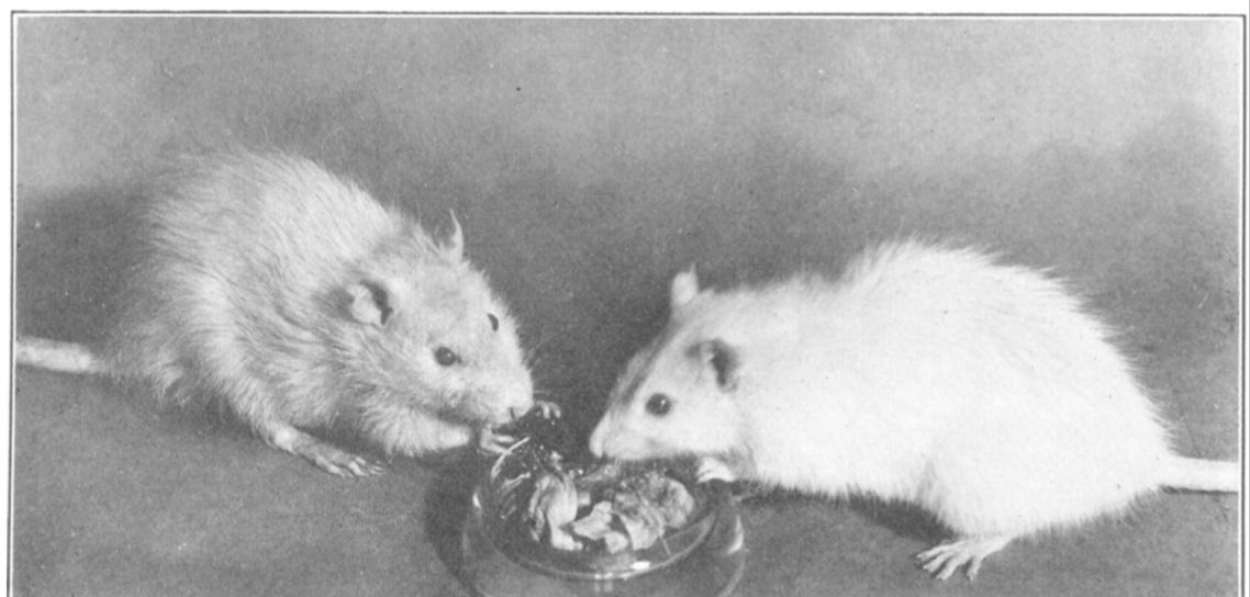 古人啪啪啪后，怎么知道中没中？