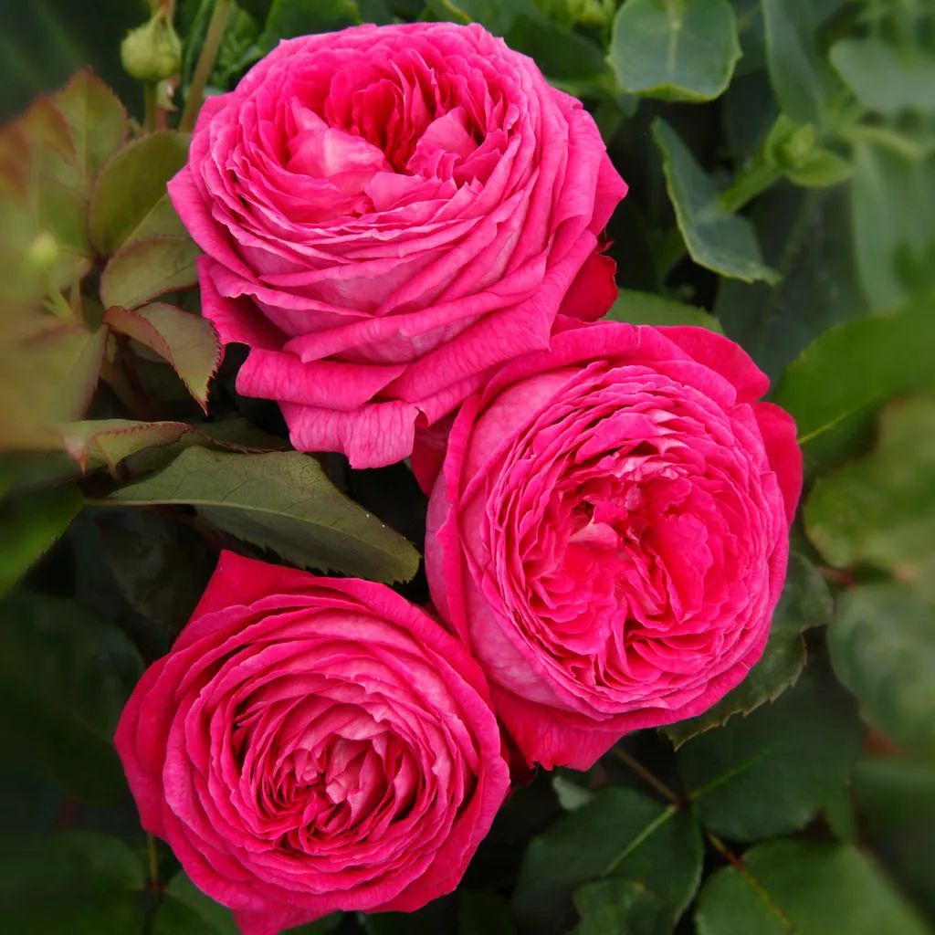 比较鲜又好养的月季品种,最值得养的大花浓香月季品种