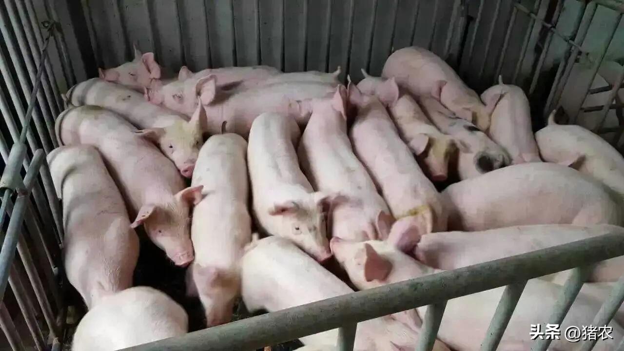 养三元猪优点,三元猪的正确饲养方法