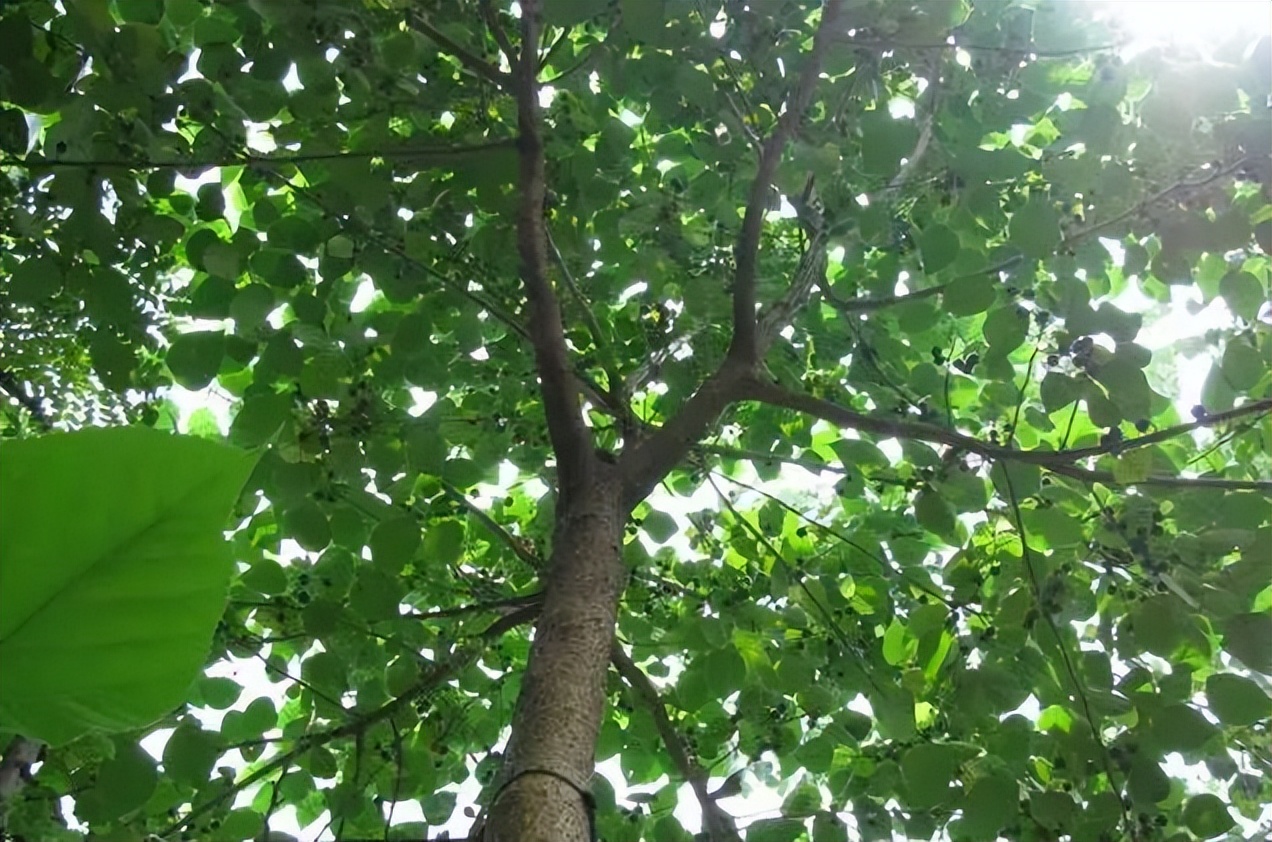 植物识别小口诀，总结的太全了！