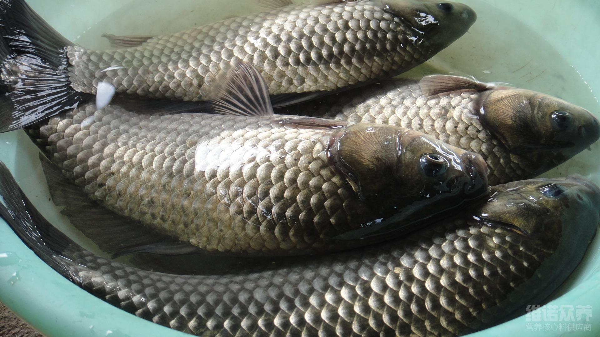 养鲫鱼需要吃什么,养鲫鱼对水质要求高吗