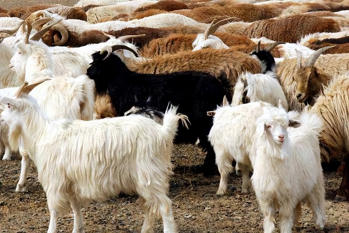 第一次养羊喂多少饲料合适,第一次养羊怎么选羊