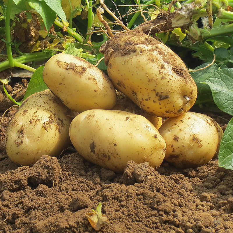 土豆：世界餐桌上的多面明珠