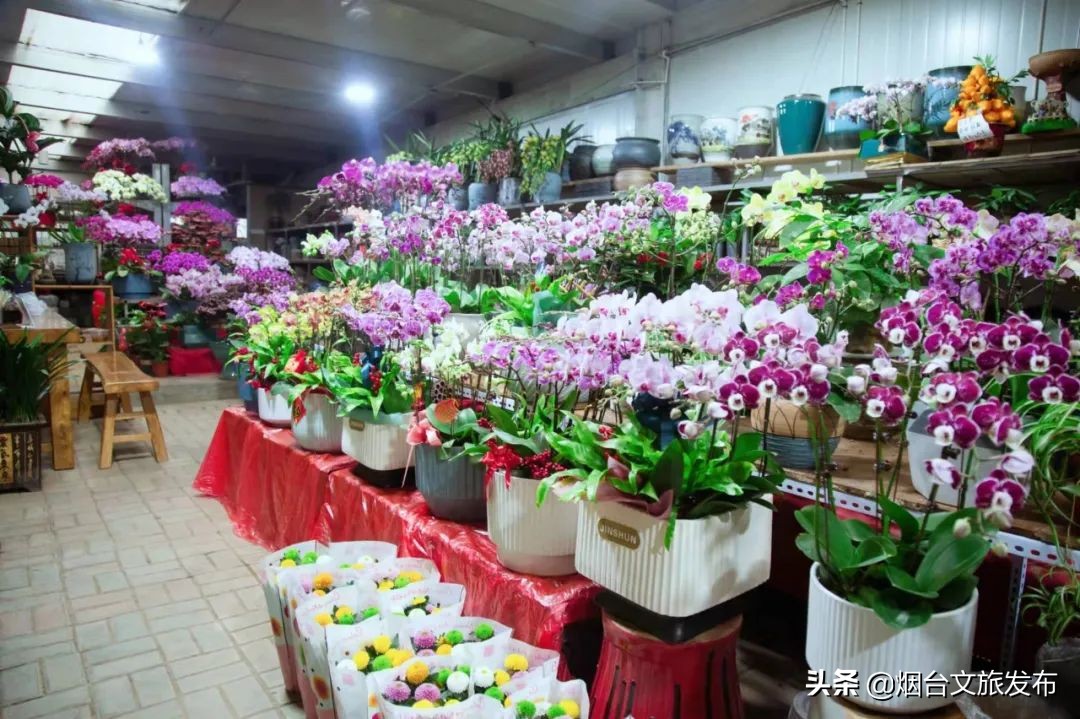 烟台祥和花鸟市场,烟台花鸟市场