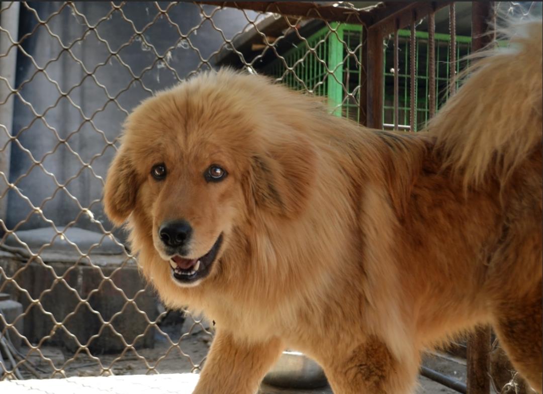 西藏纯种藏獒繁殖基地,藏獒养殖技术教学视频播放