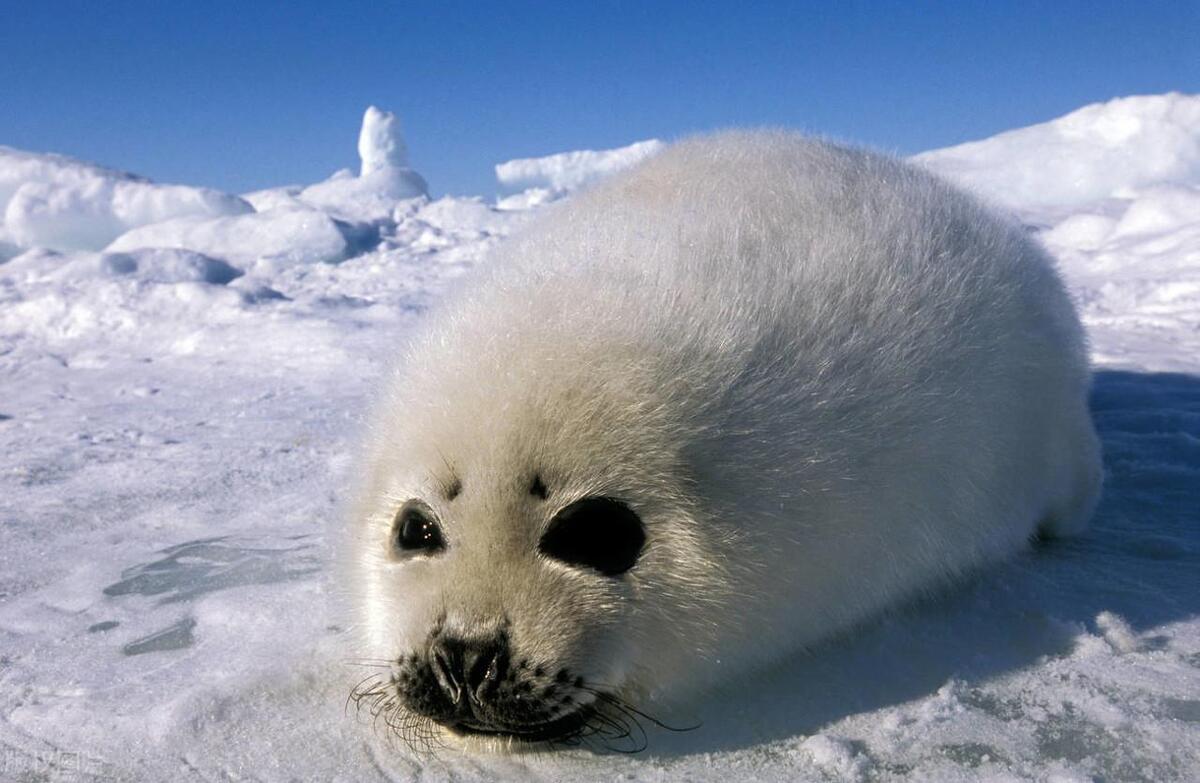 世界上最可爱的十种动物排行榜,世界上十种最可爱的动物