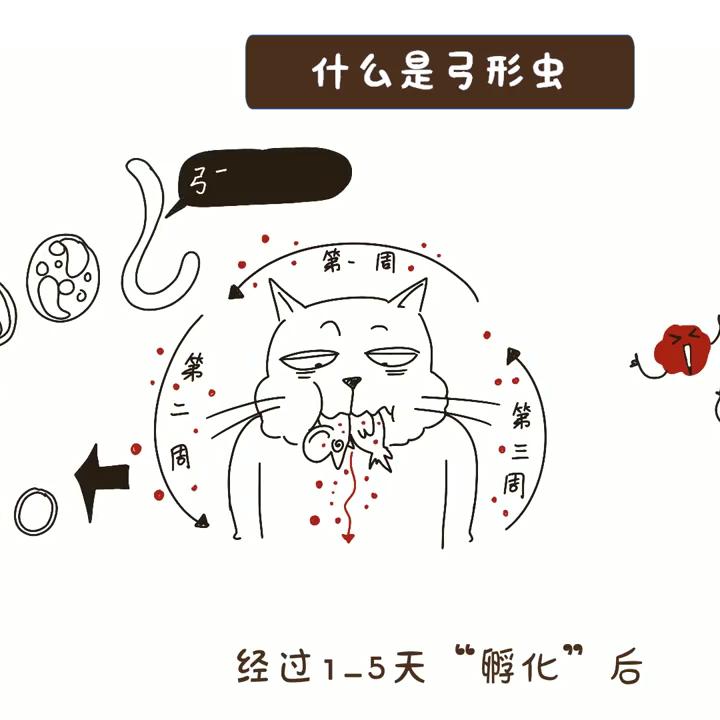 什么是弓形虫病怎么预防,弓形虫是怎么感染猫咪的