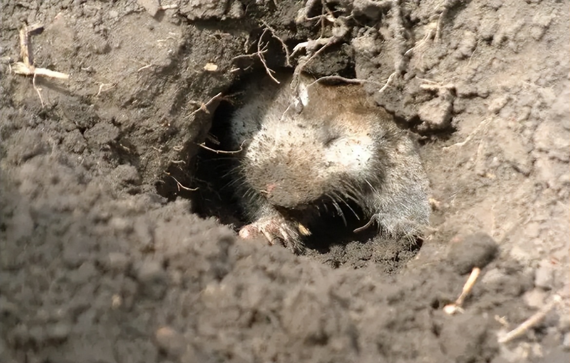 人工养殖老鼠能干嘛,养殖老鼠能致富吗