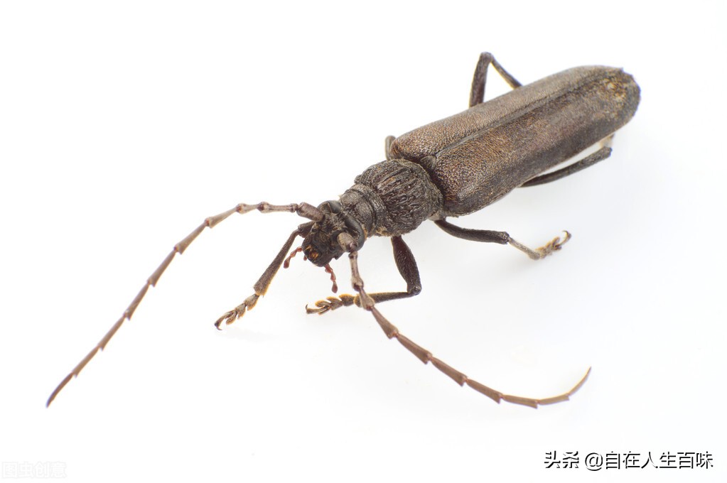 夏天常见的虫子外壳硬,农村房子里面常见的虫子有哪些