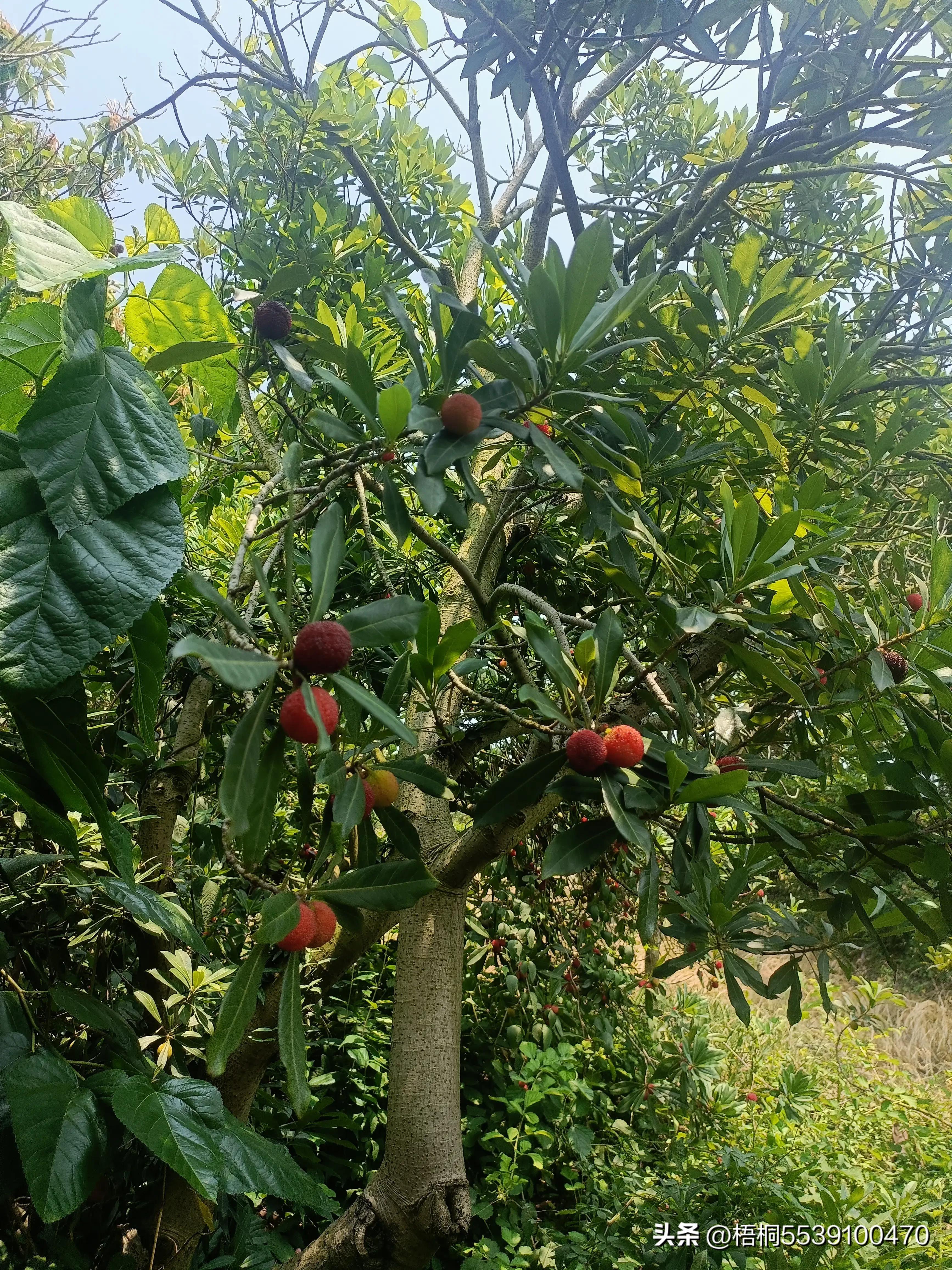 苏州洞庭西山有什么好玩的,苏州太湖东山还是西山好玩