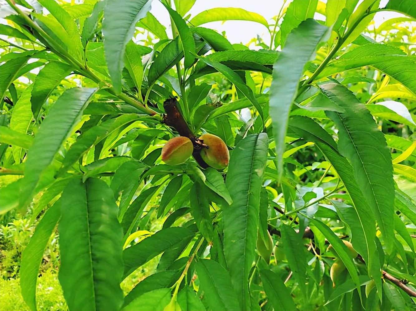 中医彻底清除跳蚤的方法,老祖宗去跳蚤的偏方
