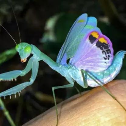 螳螂吃掉自己丈夫的头,螳螂为什么吃掉配偶螳螂吃蛇