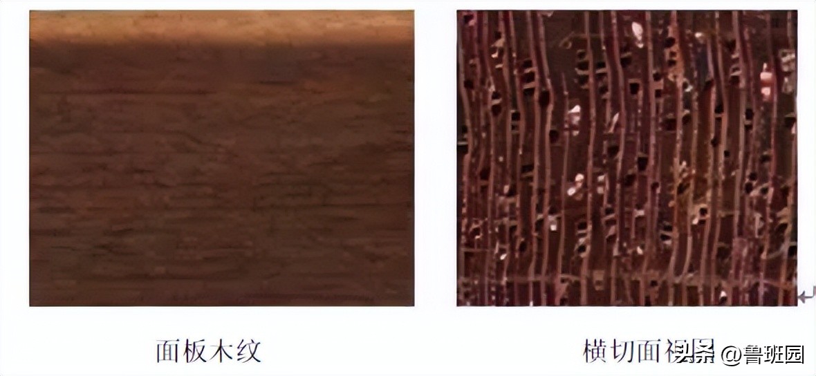 桃花心木的深度分析,桃花心木如何区别真的假的