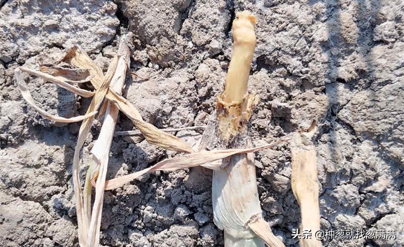 大葱根腐病症状图片,大葱根腐病的防治方法