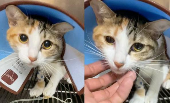 猫咪误食异物呕吐出来就没事了吧,猫咪把喂食软管吃进肚子里了