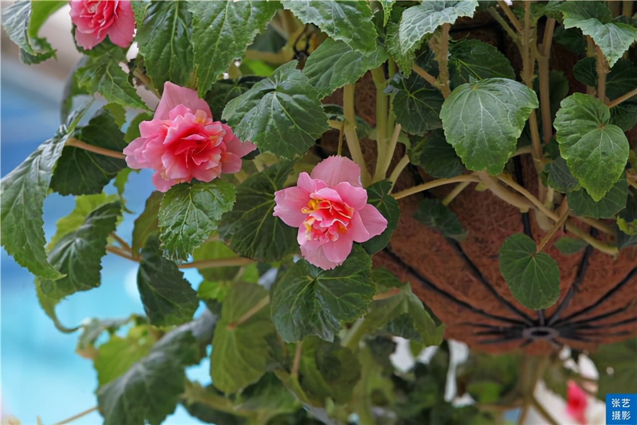 广州百万葵园葵花的花期,广州百万葵园五月份有什么花看