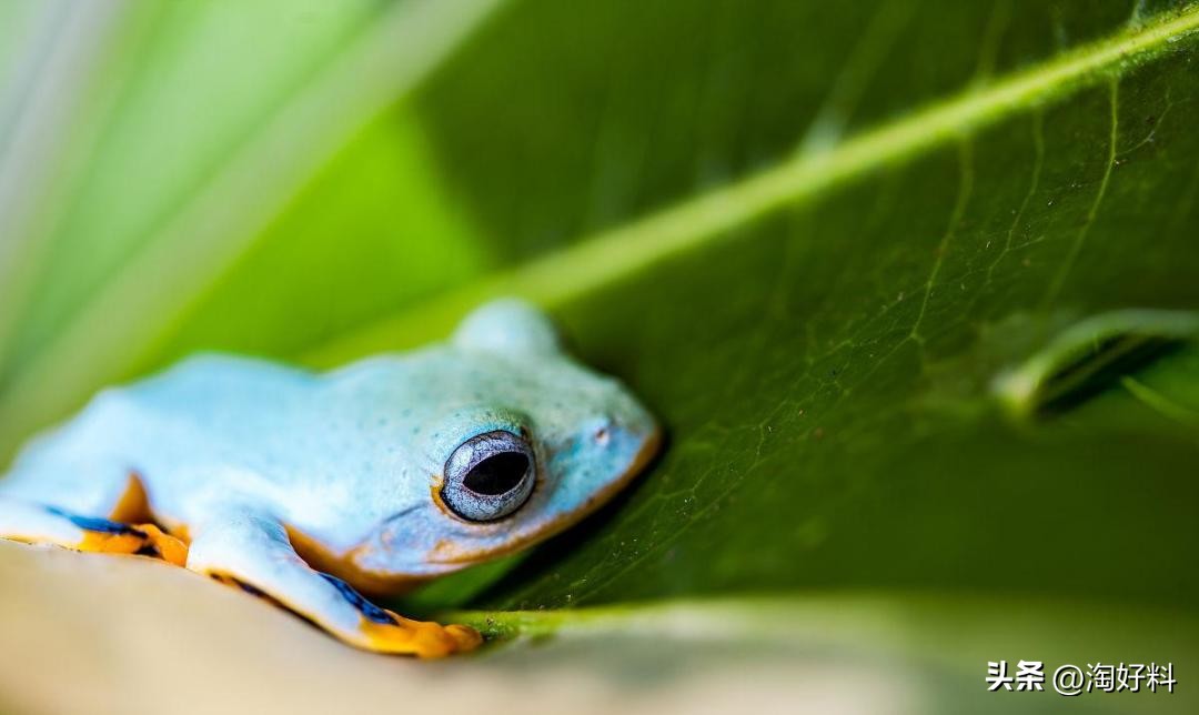 合作养殖鸡骗局,合作养殖鸡苗有上当受骗的吗