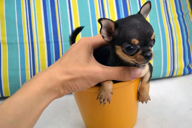 吉娃娃呼吸急促身体发抖,吉娃娃呼吸声音变粗怎么治