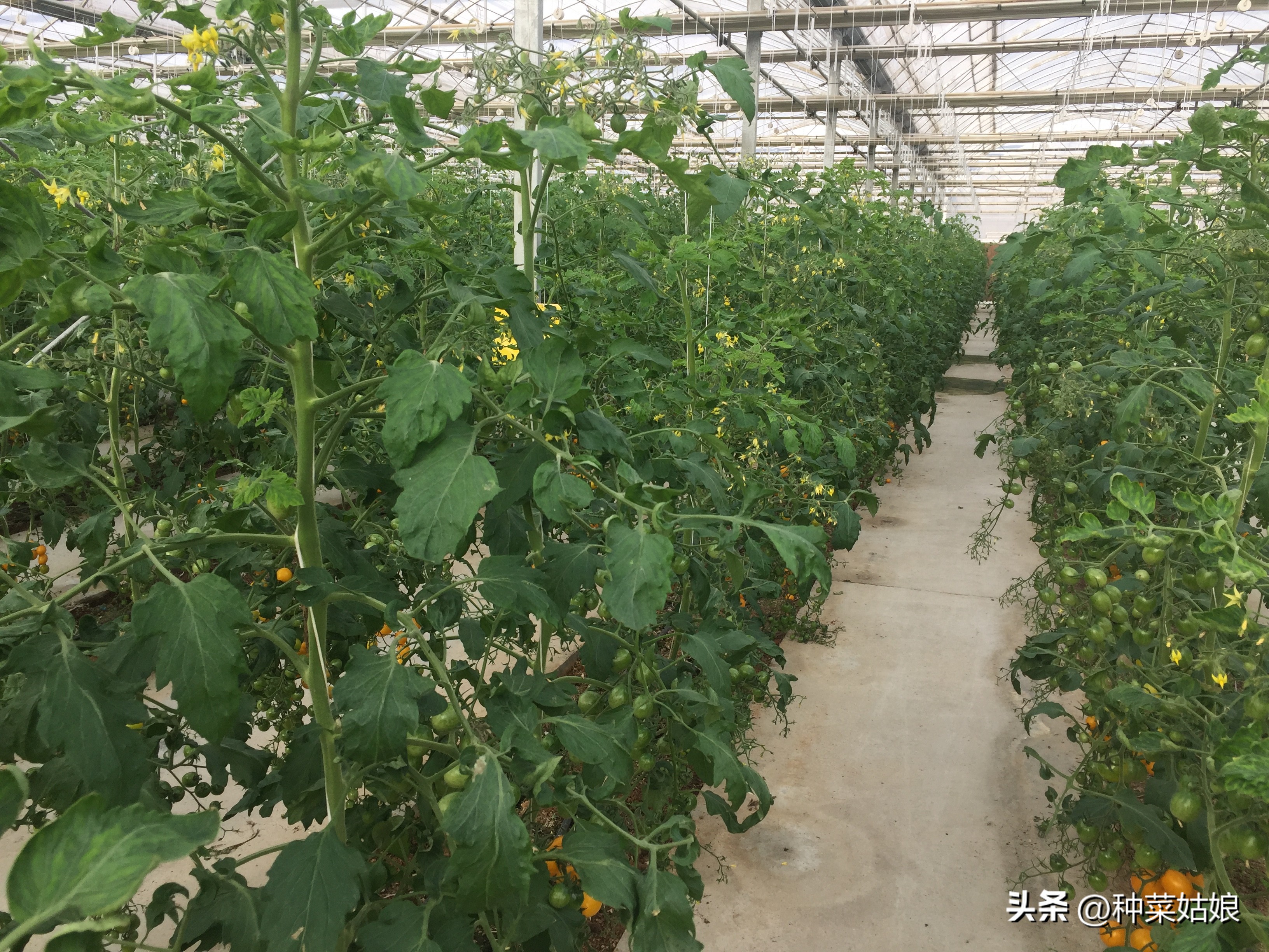 小番茄苗整枝打杈选择什么天气,番茄种植整枝打杈摘心视频