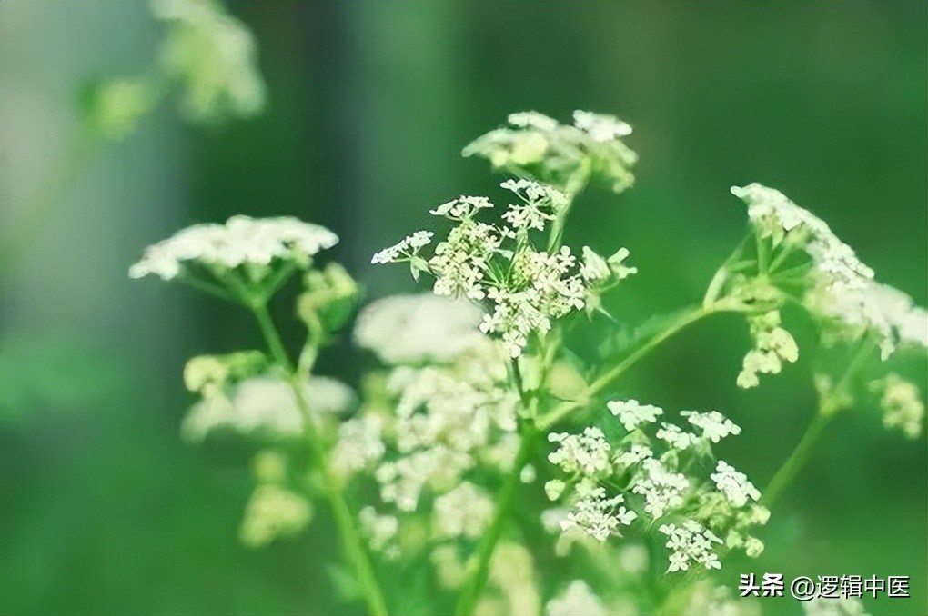 辟谷全过程视频,辟谷成功的真实案例视频