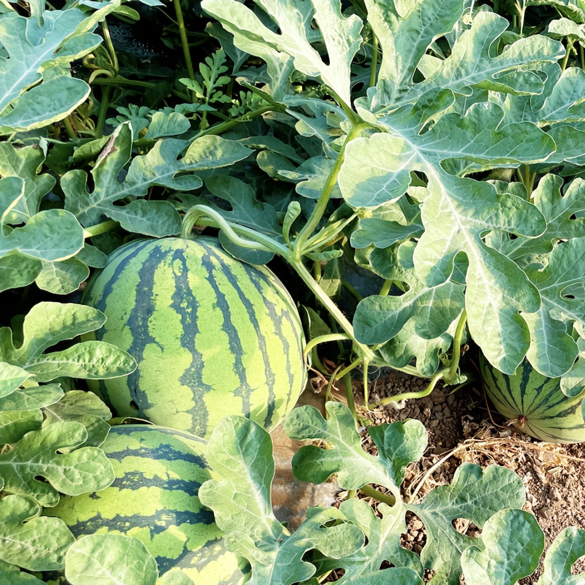 夏至福利！10000张西瓜采摘券来了，怎么领？速戳→