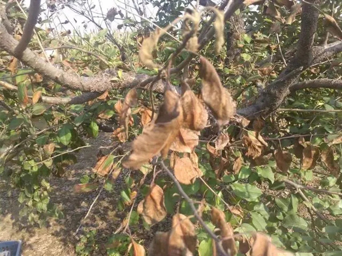 水果滞销中国解决,台湾凤梨释迦滞销原因