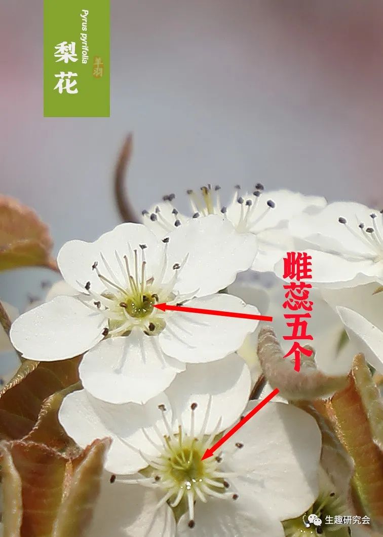 九种春花辨别,常见春花极简识别法