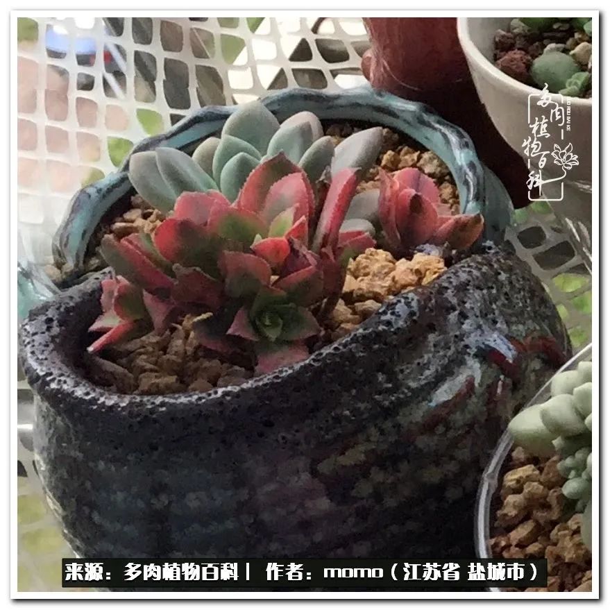 露养一个月的多肉图片,露养多肉春天外面过夜么