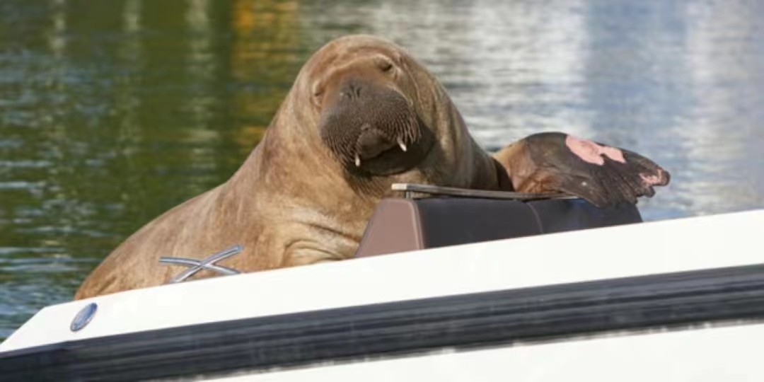 1200斤“女神”半夜被枪杀，尸体拆成标本！只因它亲密接触粉丝？