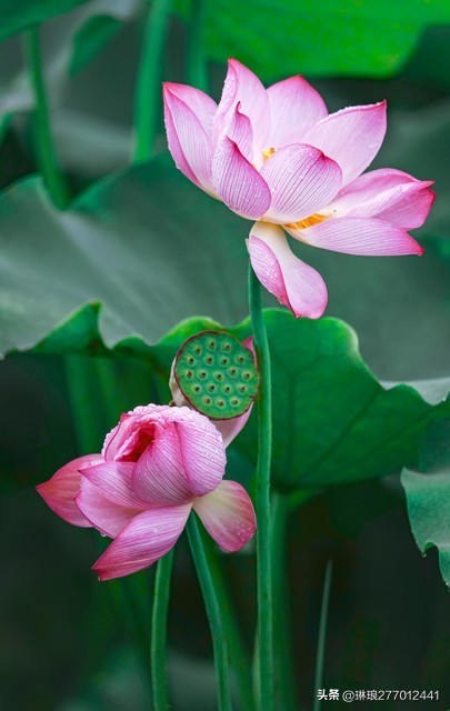 荷花之美在于淡雅,禅意美到极致的荷花