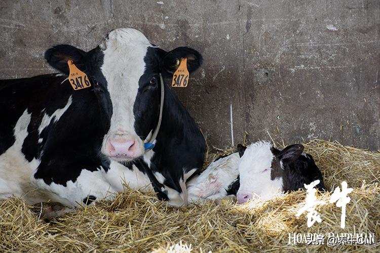 确保奶牛安全产犊的新举措