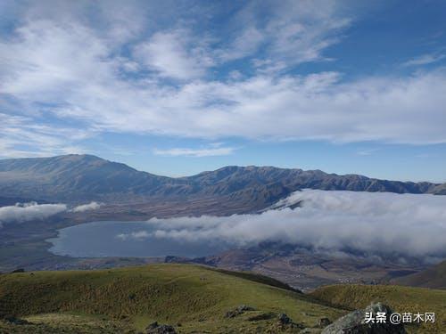 2022年最值钱紧缺的苗木是啥,未来10年哪些苗木价格高