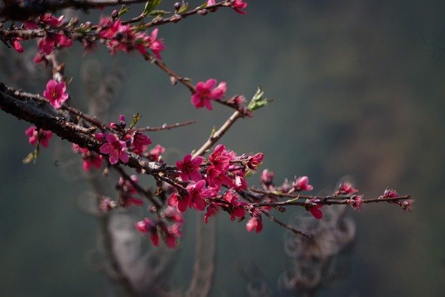 如何给桃花催花,如何催旺自己的桃花