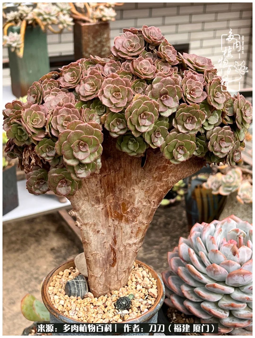 多肉夏季不好养品种有哪些,高花盆为什么养不好多肉