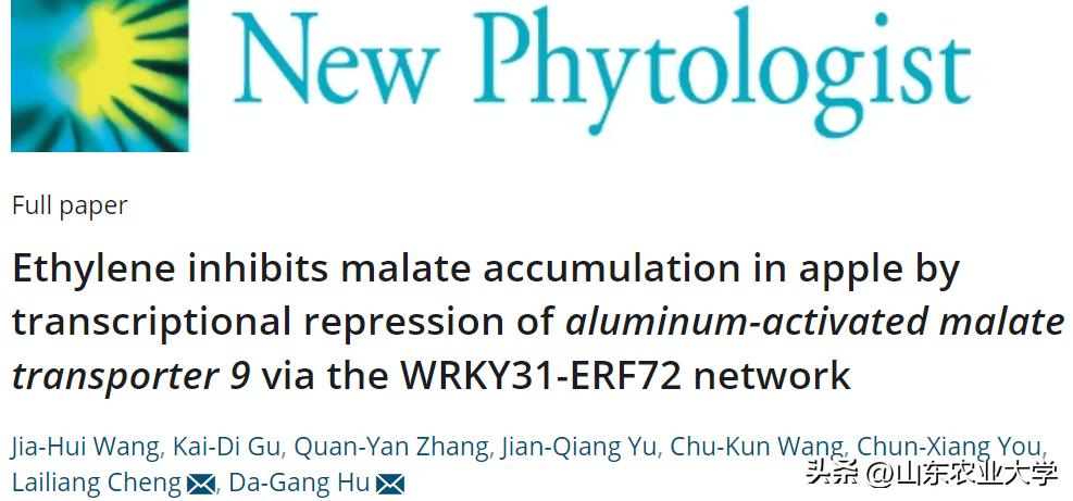 我校胡大刚教授团队揭示苹果果实品质保持及耐贮藏性能新机制