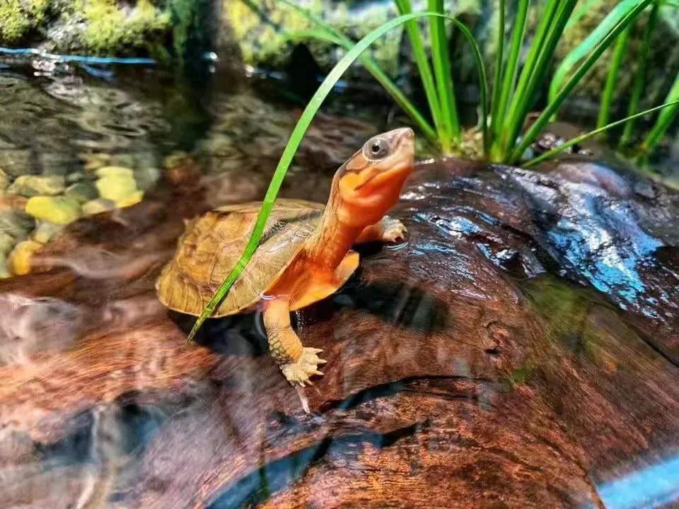 金钱龟治什么病最有效,金钱龟软壳病防治方法