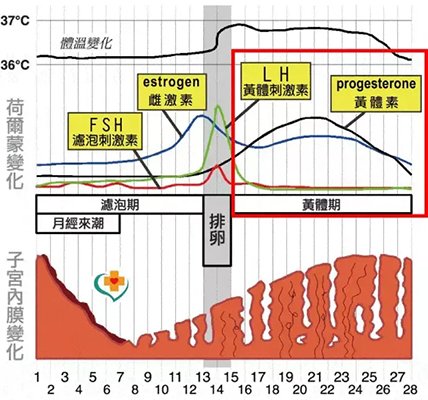 陈晨脑科医生月经期头痛,生理期来前偏头痛怎么解决