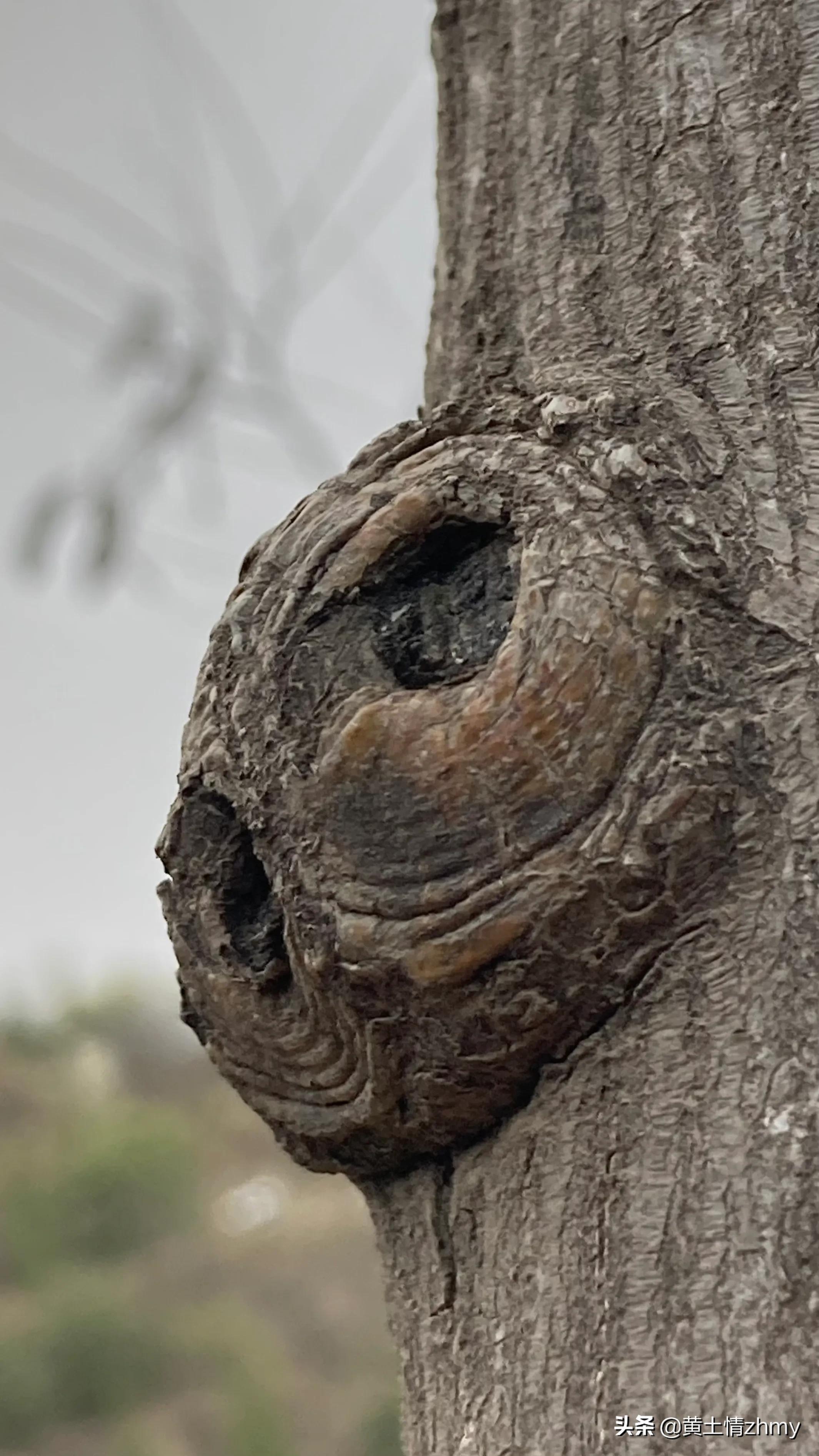 木头瘤疤,奇特的树干造型