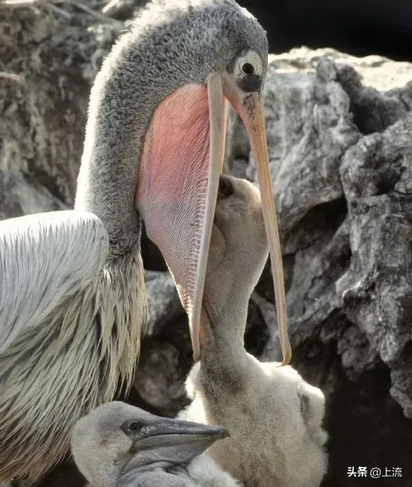 男孩景区遭鹈鹕灌顶,男孩被醍醐灌顶在什么景区